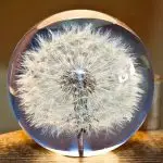 Dandelion Crystal Ball